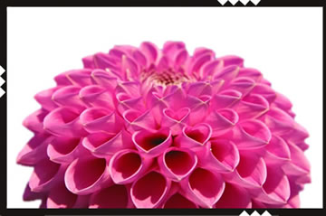 blüte